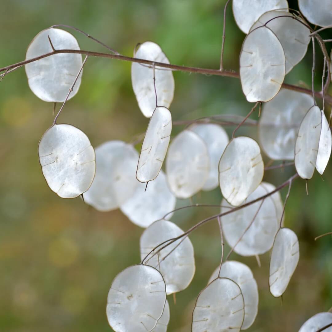 Lunaria Seeds - Flower Plant for Home Gardens