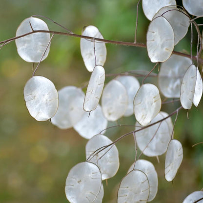 Lunaria Seeds - Flower Plant for Home Gardens