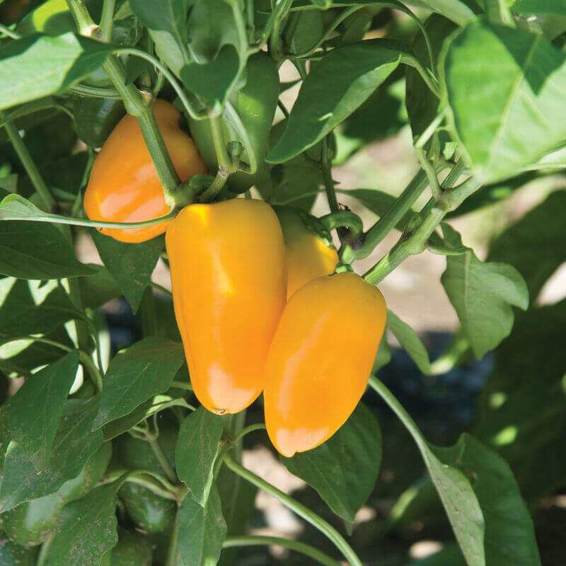 Lunchbox Pepper Seeds - Vegetable Plant