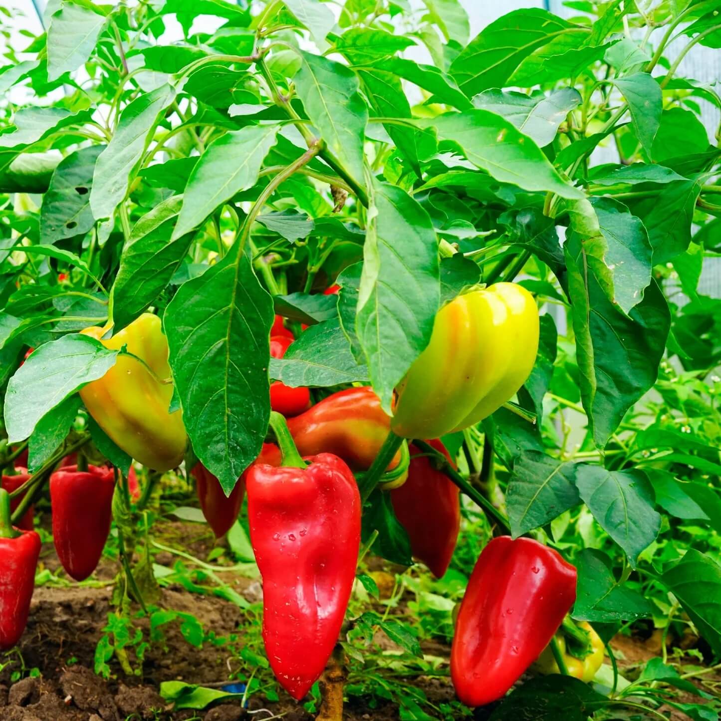 Lunchbox Pepper Seeds - Vegetable Plant