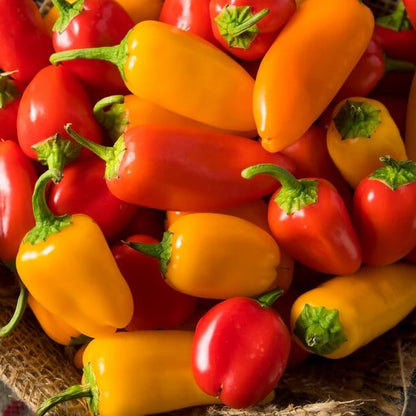 Lunchbox Pepper Seeds - Vegetable Plant