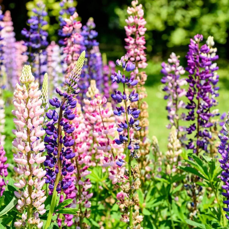 Lupine Seeds 