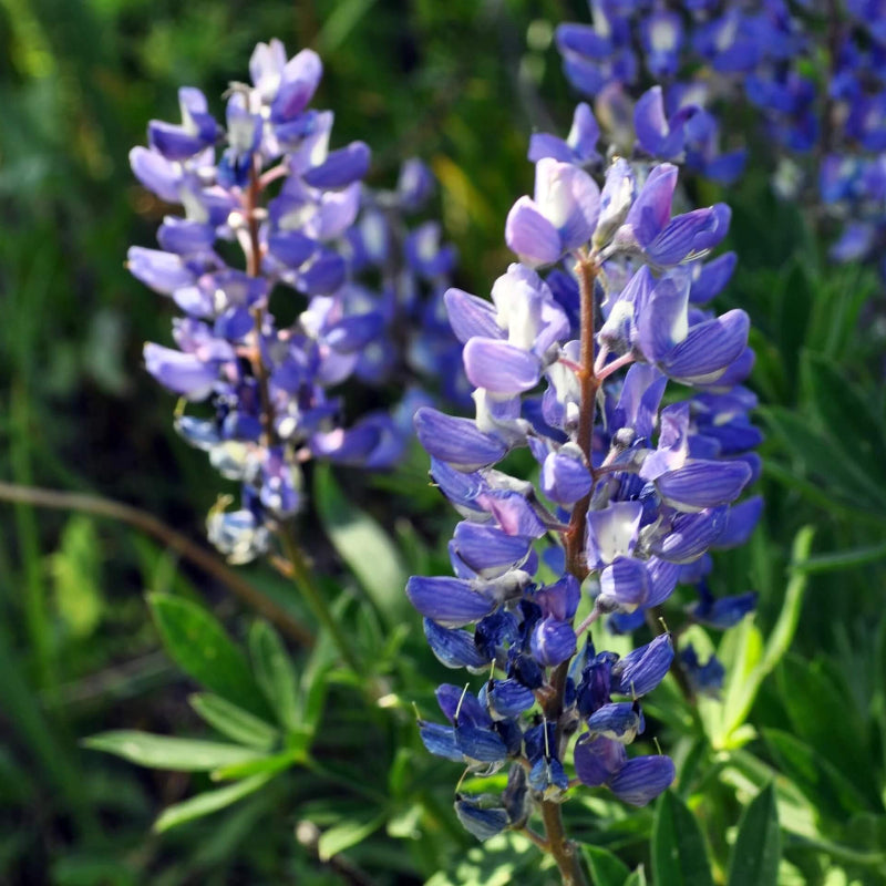 Lupine Seeds 