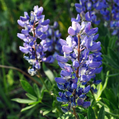 Lupine Seeds 