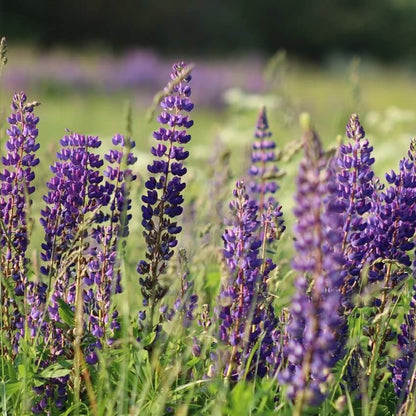 Lupine Seeds 