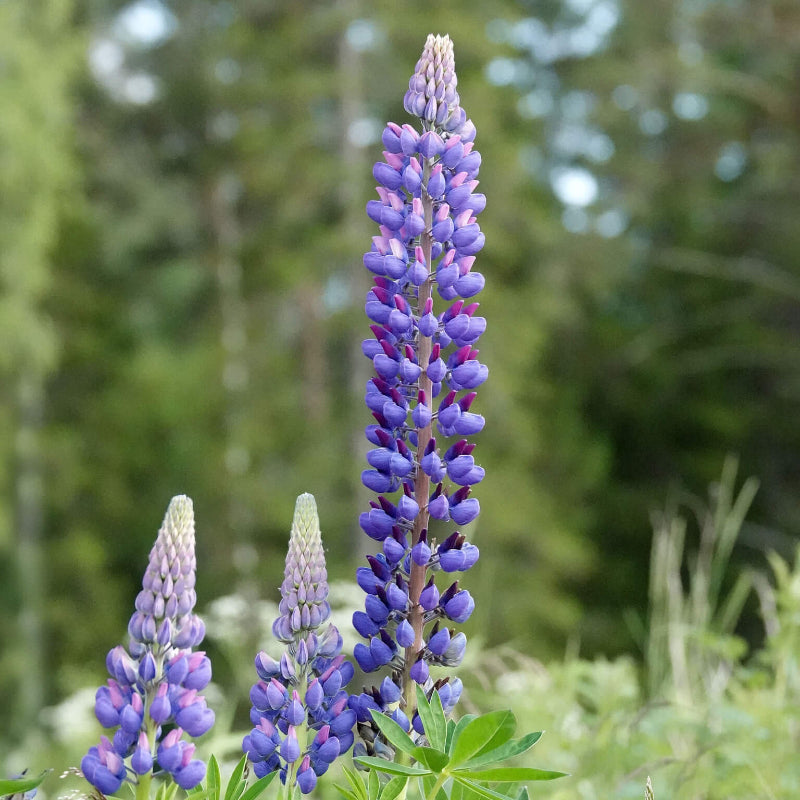 Lupine Seeds 