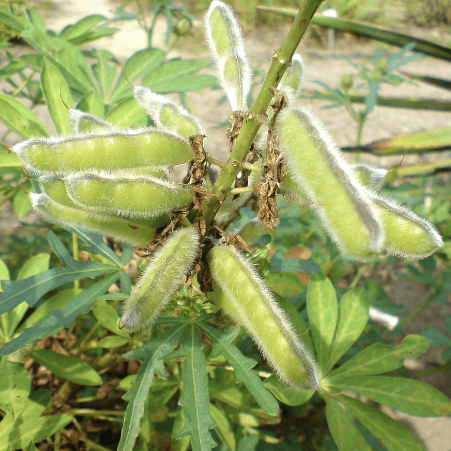 Lupini Bean Seeds - Heirloom Vegetable Plant for Home Gardens