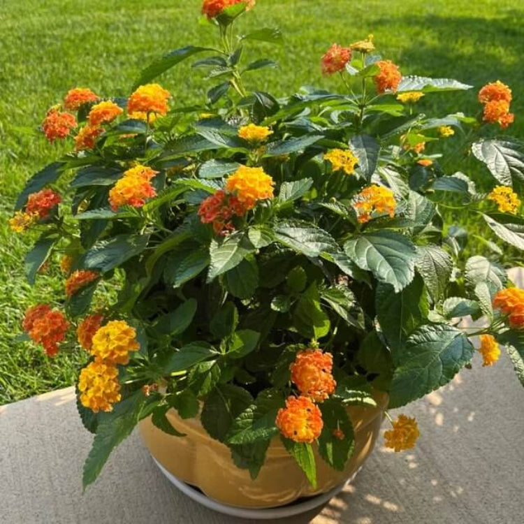 Luscious Citrus Blend Lantana Seeds - Ornamental Plant Seeds for Home Gardens