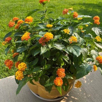 Luscious Citrus Blend Lantana Seeds - Ornamental Plant Seeds for Home Gardens