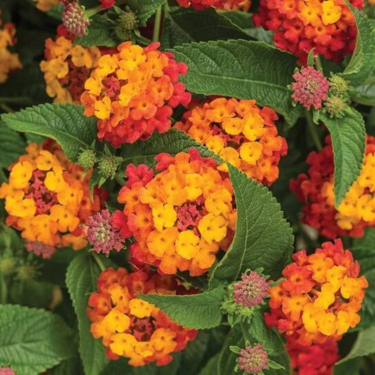 Luscious Citrus Blend Lantana Seeds - Ornamental Plant Seeds for Home Gardens