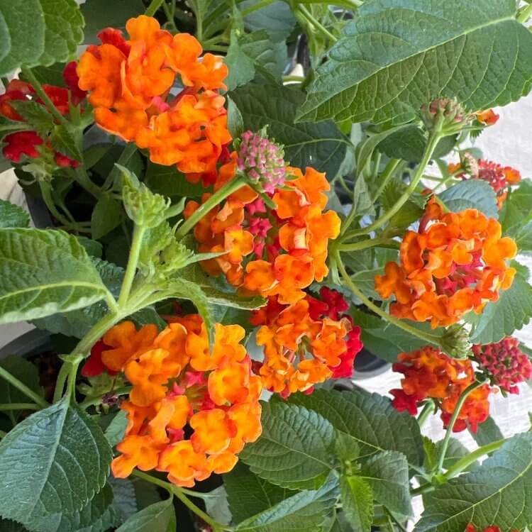Luscious Citrus Blend Lantana Seeds - Ornamental Plant Seeds for Home Gardens