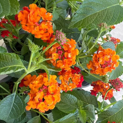 Luscious Citrus Blend Lantana Seeds - Ornamental Plant Seeds for Home Gardens