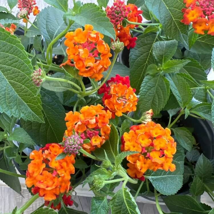 Luscious Citrus Blend Lantana Seeds - Ornamental Plant Seeds for Home Gardens