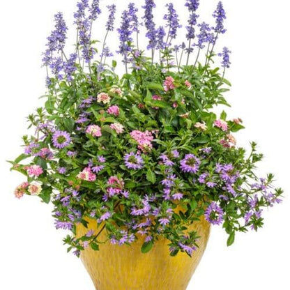 Luscious Pinkberry Blend Lantana Seeds - Ornamental Plant Seeds for Home Gardens