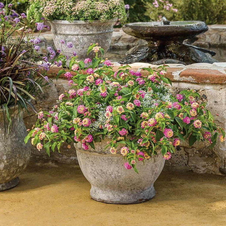 Luscious Pinkberry Blend Lantana Seeds - Ornamental Plant Seeds for Home Gardens