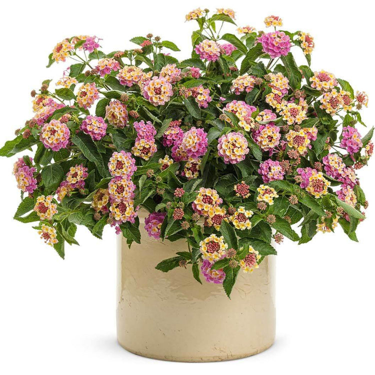 Luscious Pinkberry Blend Lantana Seeds - Ornamental Plant Seeds for Home Gardens