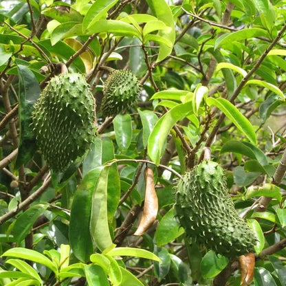 Lush Green Soursop Seeds 