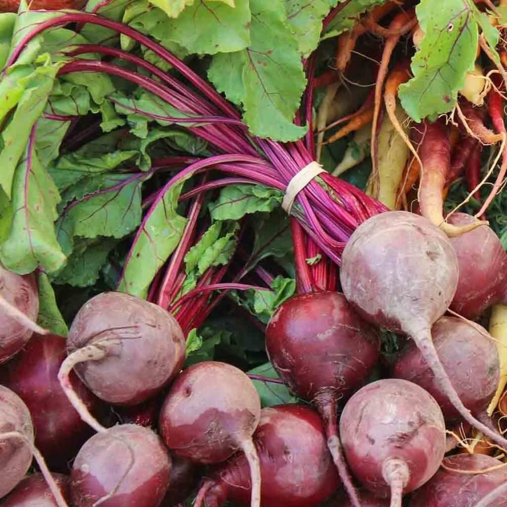 Lutz Green Leaf Beet Seeds 