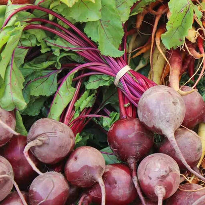 Lutz Green Leaf Beet Seeds 