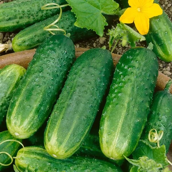 Lyalyuk Little Mini Pickling Cucumber Seeds - Vegetable Plant