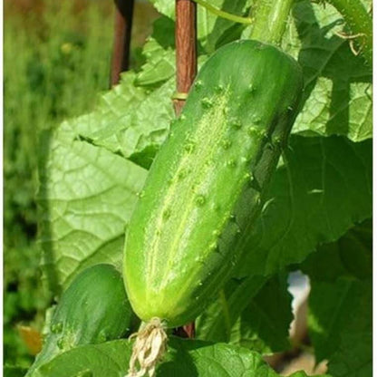 Lyalyuk Little Mini Pickling Cucumber Seeds - Vegetable Plant