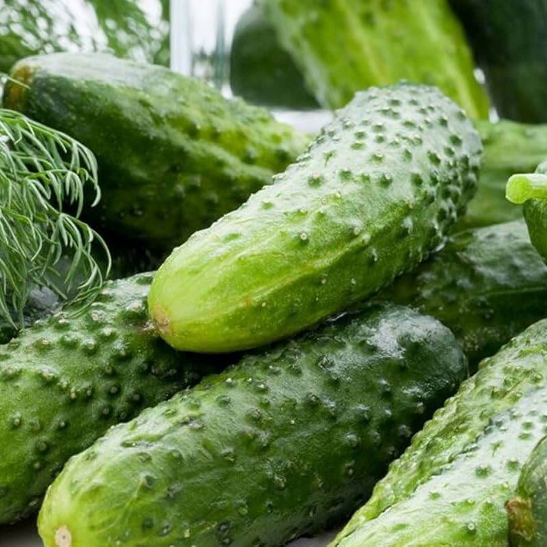 Lyalyuk Little Mini Pickling Cucumber Seeds - Vegetable Plant