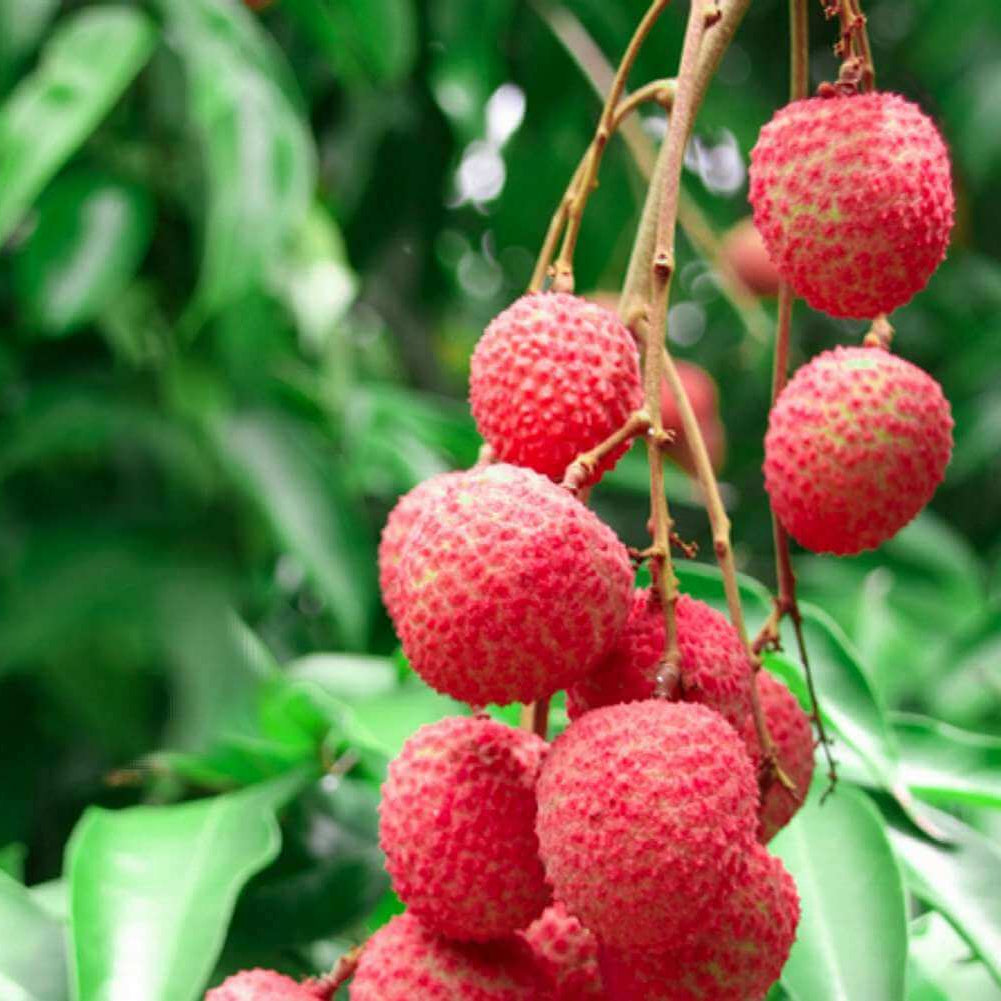Lychee Seeds - All In One For Home Gardens