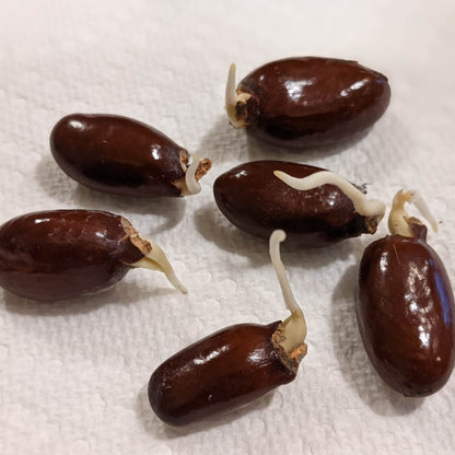 Lychee Seeds - All In One For Home Gardens