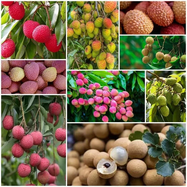Lychee Seeds - All In One For Home Gardens