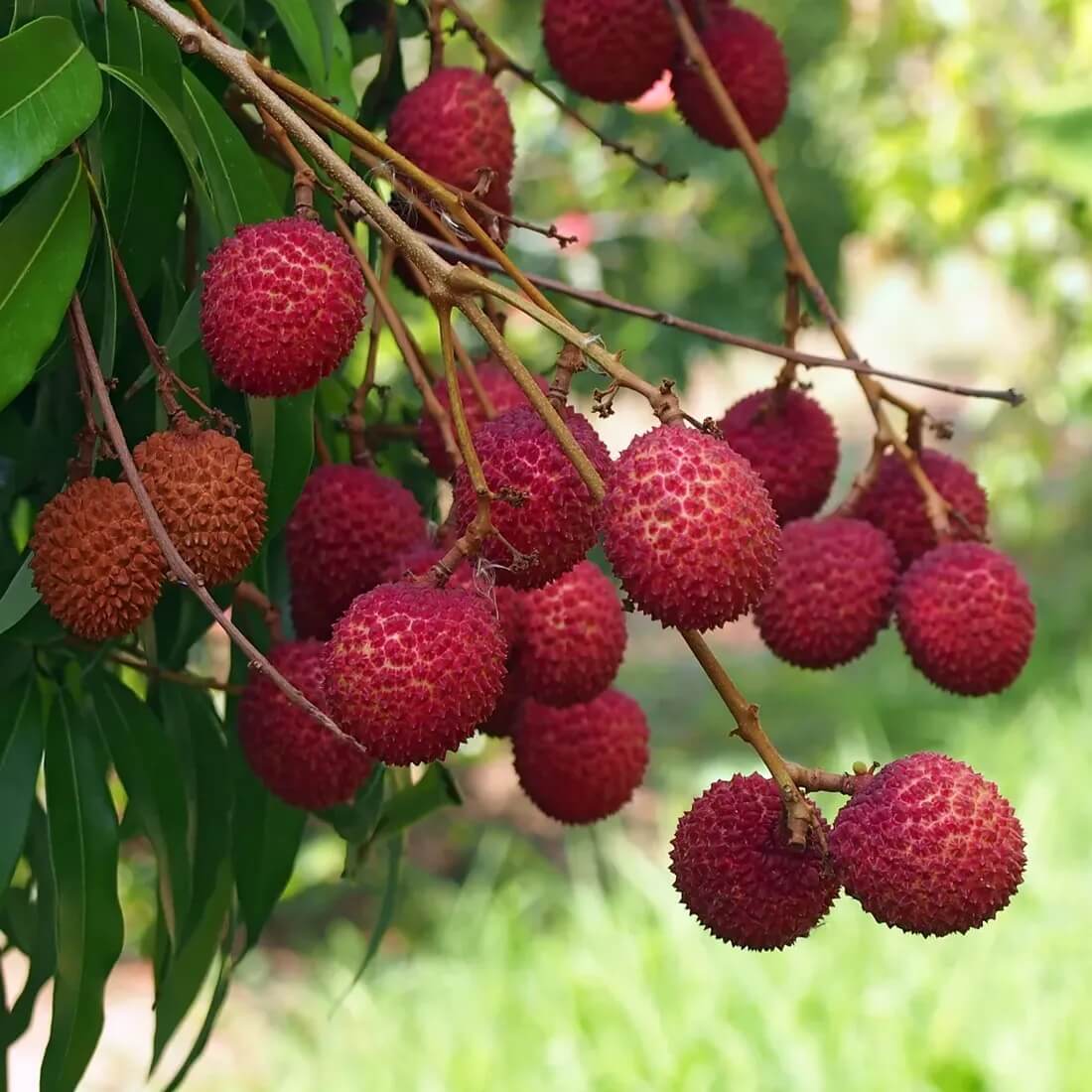 Lychee Seeds - All In One For Home Gardens