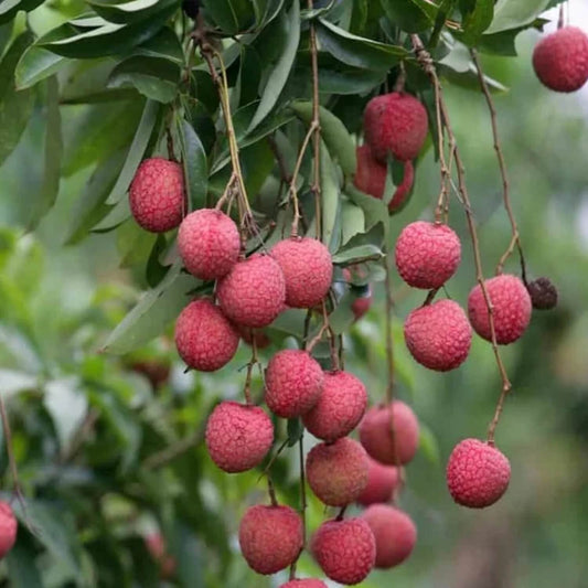 Lychee Seeds - Fruit Plant for Home Gardens