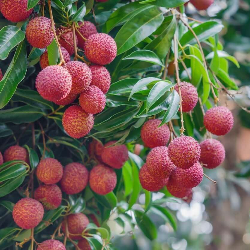 Lychee Seeds - Fruit Plant for Home Gardens