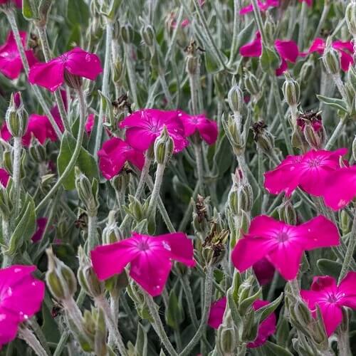 Lychnis Seeds - Flower Plant for Home Gardens