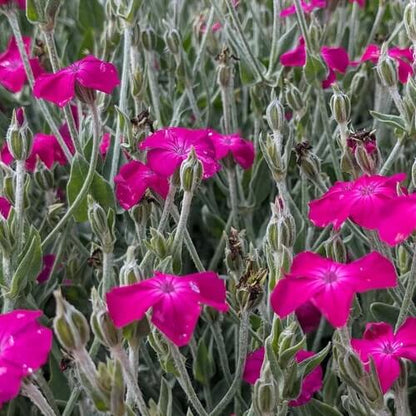 Lychnis Seeds - Flower Plant for Home Gardens