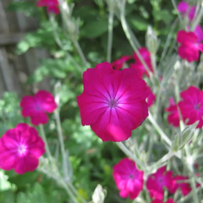 Lychnis Seeds - Flower Plant for Home Gardens