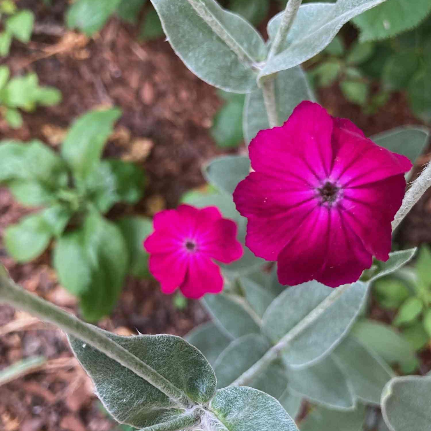 Lychnis Seeds - Flower Plant for Home Gardens