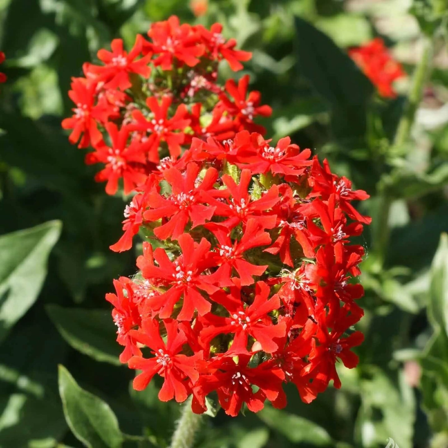 Lychnis seeds - Flower Plant for Home Gardens