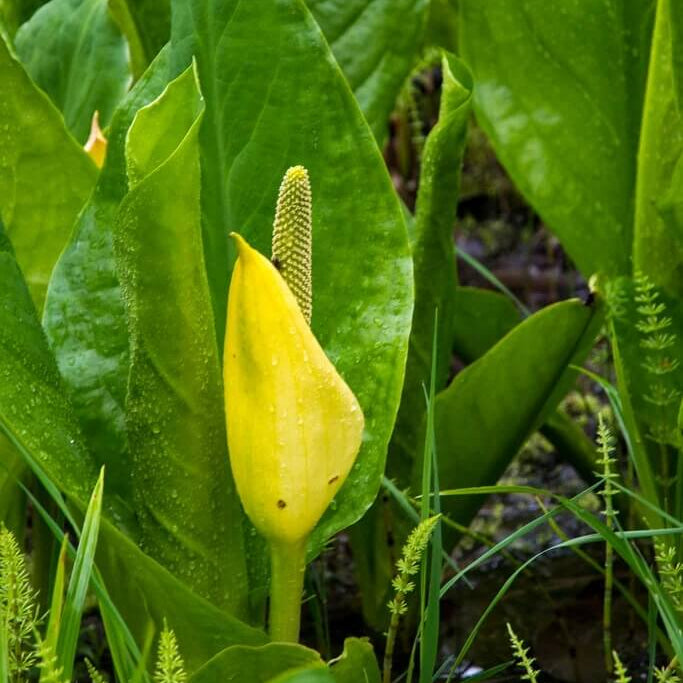 Lysichiton Americanus Skunk Cabbage Seeds 