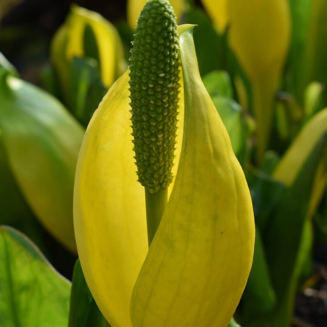 Lysichiton Americanus Skunk Cabbage Seeds 