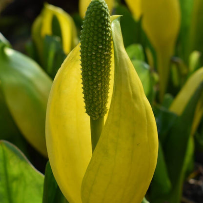 Lysichiton Americanus Skunk Cabbage Seeds 