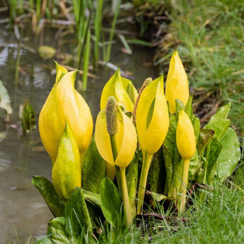 Lysichiton Americanus Skunk Cabbage Seeds 