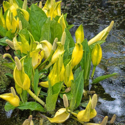 Lysichiton Americanus Skunk Cabbage Seeds 