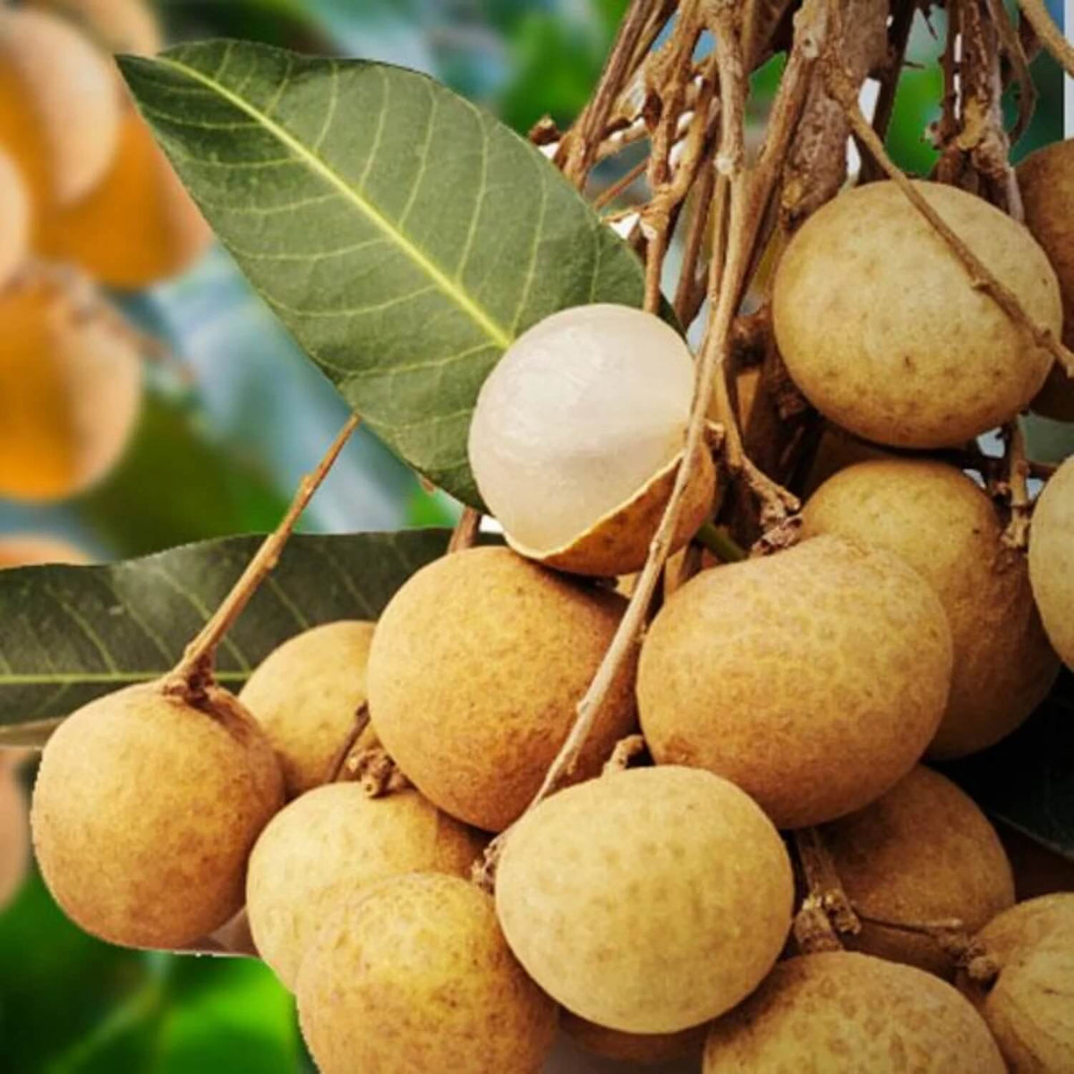 Common Longan Seeds - Fruit Plant for Home Gardens