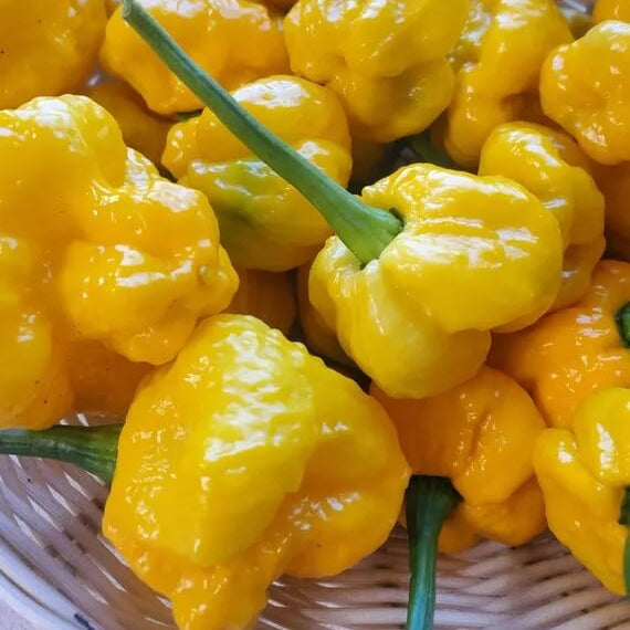 MOA Yellow Scotch Bonnet Pepper Seeds