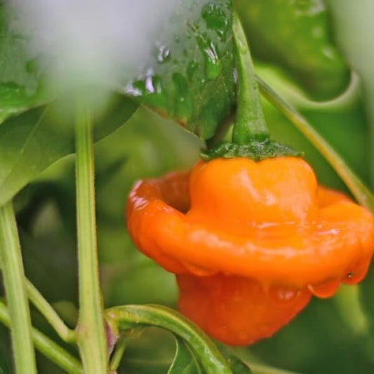 MOA Yellow Scotch Bonnet Pepper Seeds