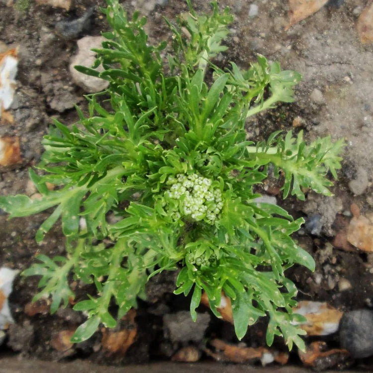 Maca Seeds - Heirloom Vegetable Plant for Home Gardens