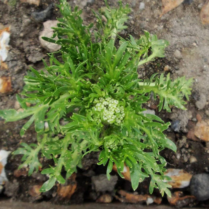 Maca Seeds - Heirloom Vegetable Plant for Home Gardens