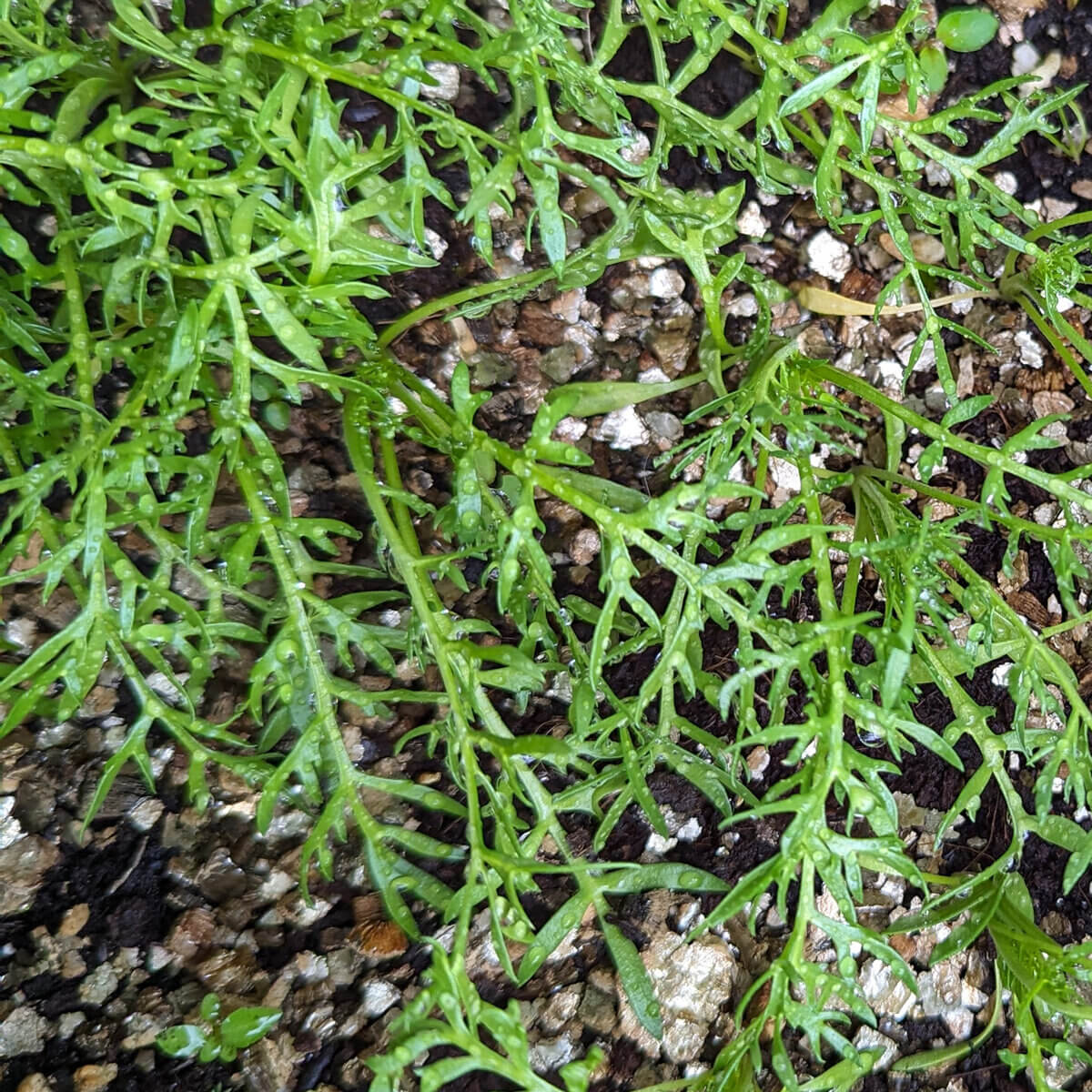 Maca Seeds - Heirloom Vegetable Plant for Home Gardens