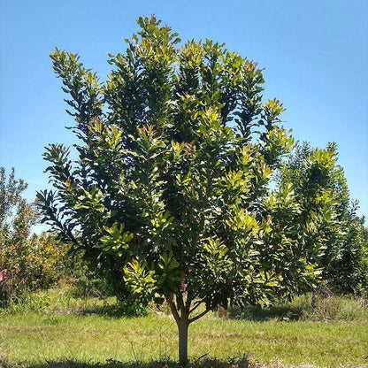 Macadamia Nut Seeds - Nut Tree Plant for Home Gardens