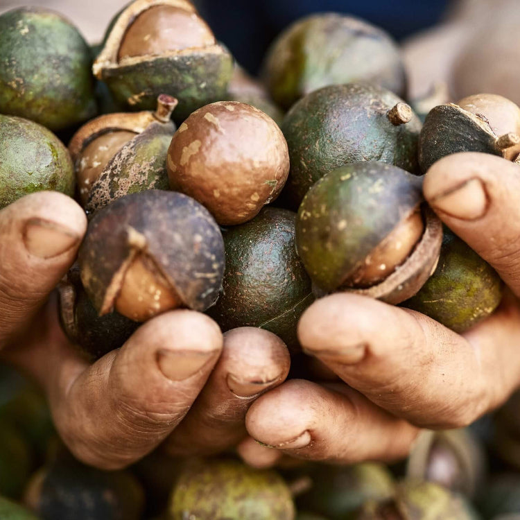 Macadamia Nut Seeds - Nut Tree Plant for Home Gardens